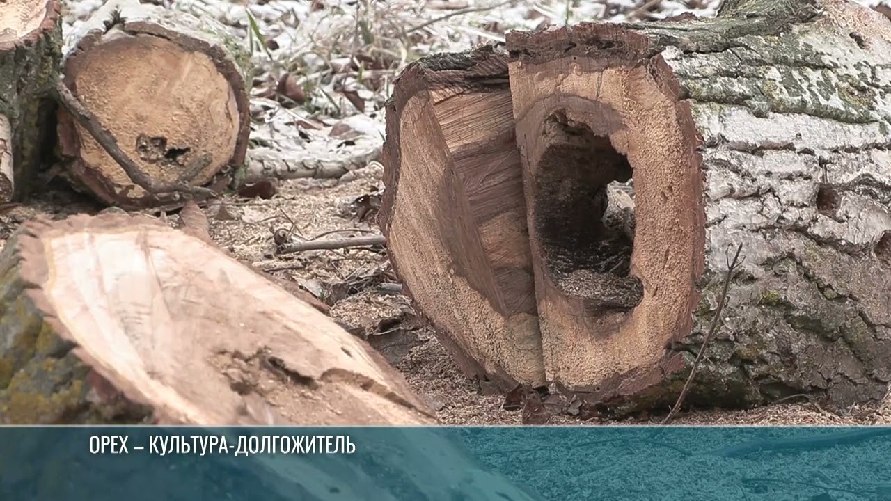 В Слободзейском районе пилят аварийные орехи вдоль трассы