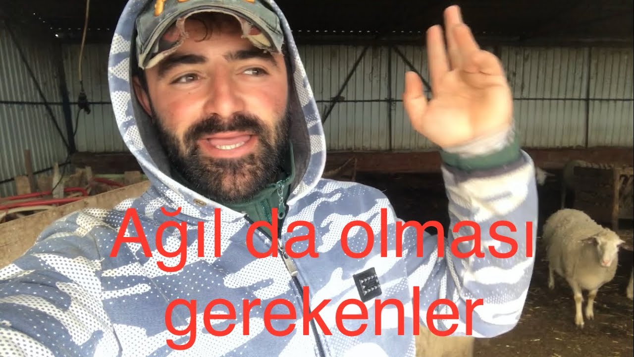 Ağılda olmaz ise olmazlar ( koyunlarda Kaya tuzu ) #koyun