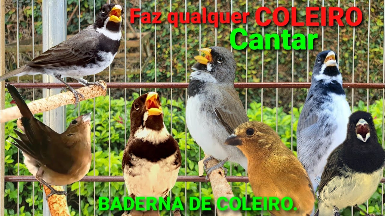 Melhor BADERNA de COLEIRO faz Qualquer COLEIRO Cantar 🔥🔥 s&oacute; TESTAR