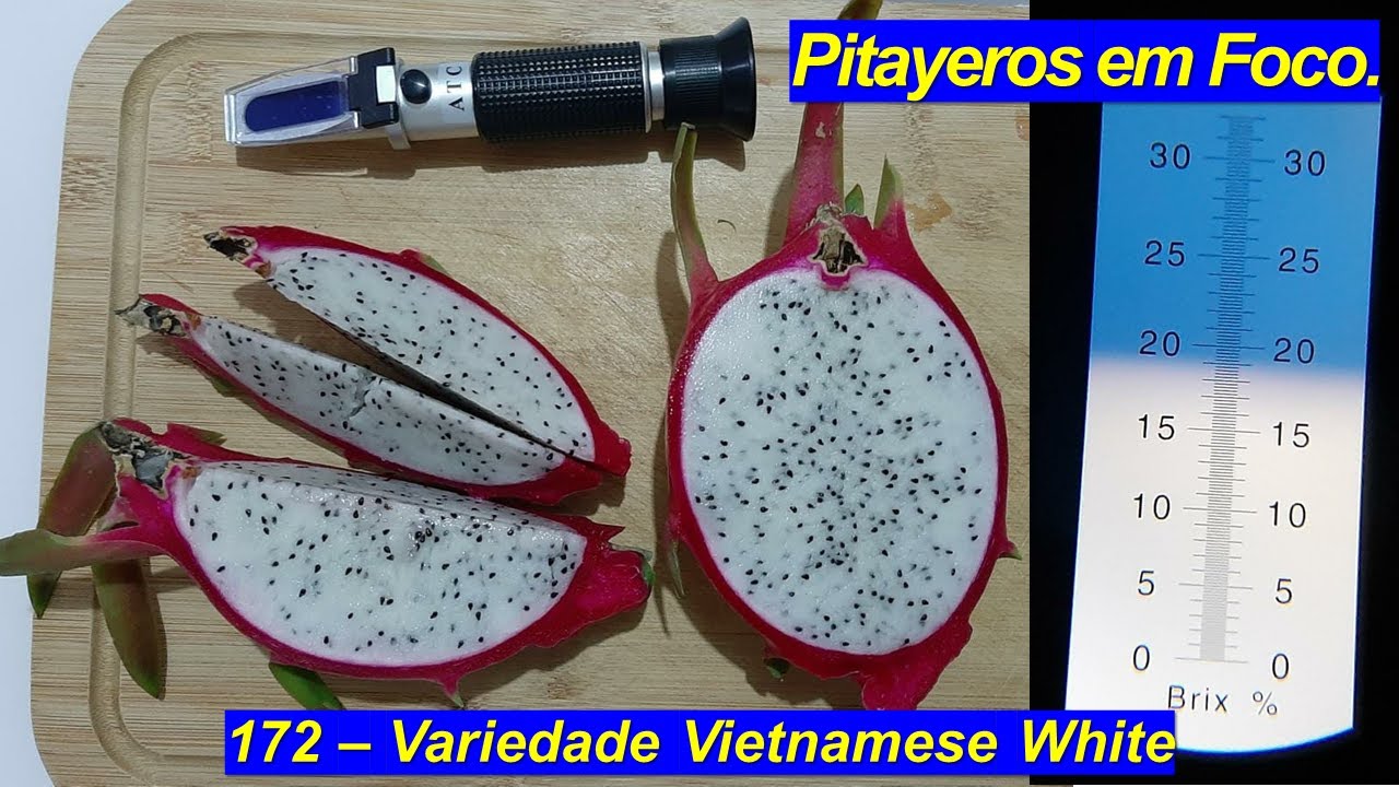 172 - Variedade Vietnamese White