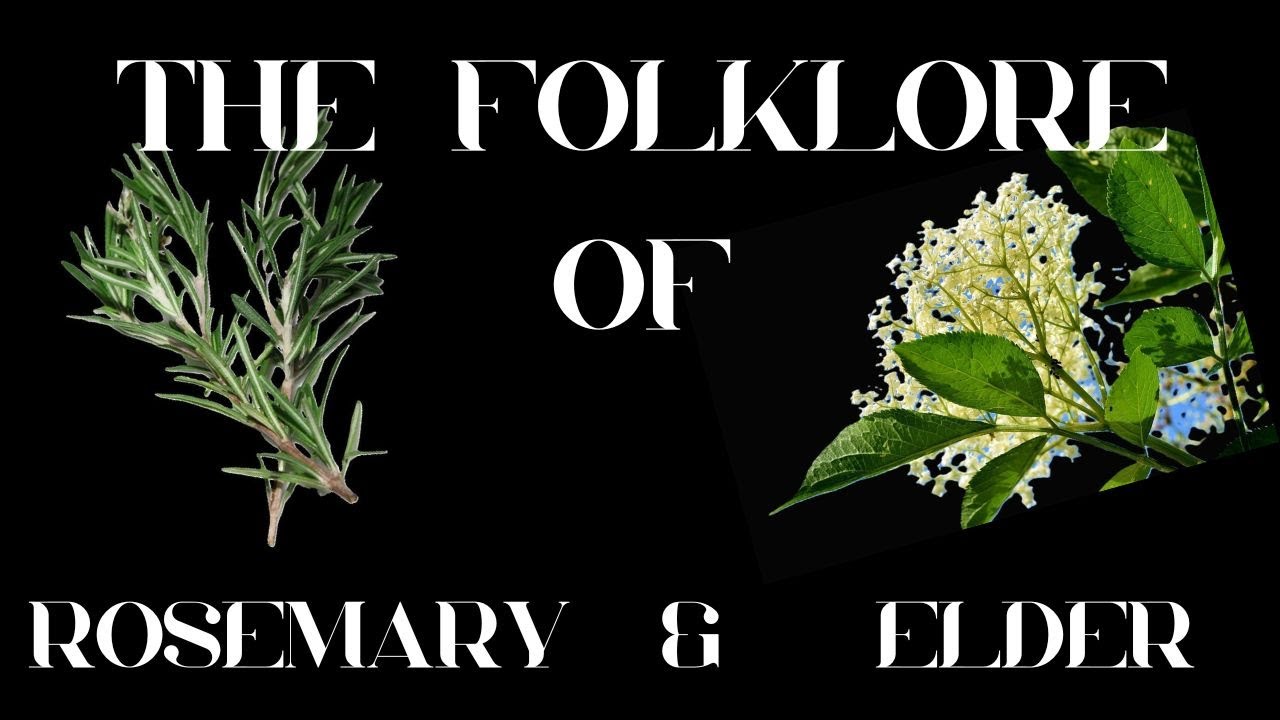 S9 Ep 1 The Curious Folklore of Rosemary & Elder!
