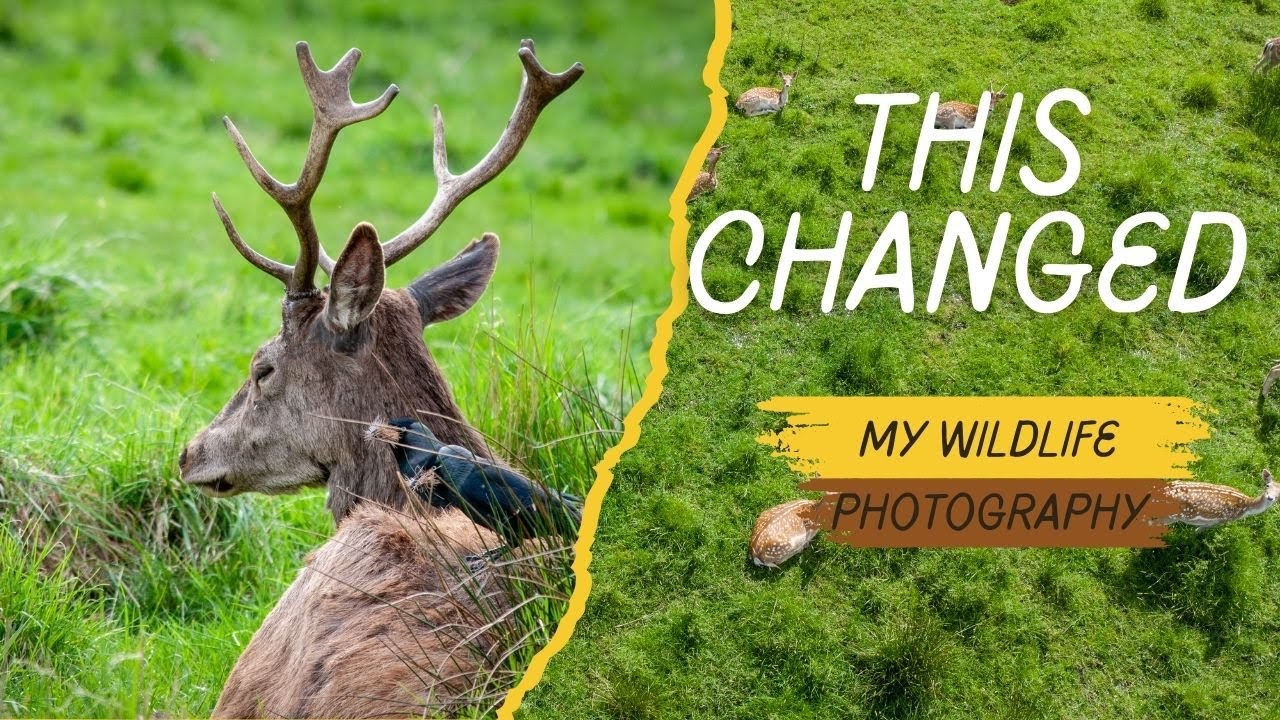 New perspective on wildlife photography