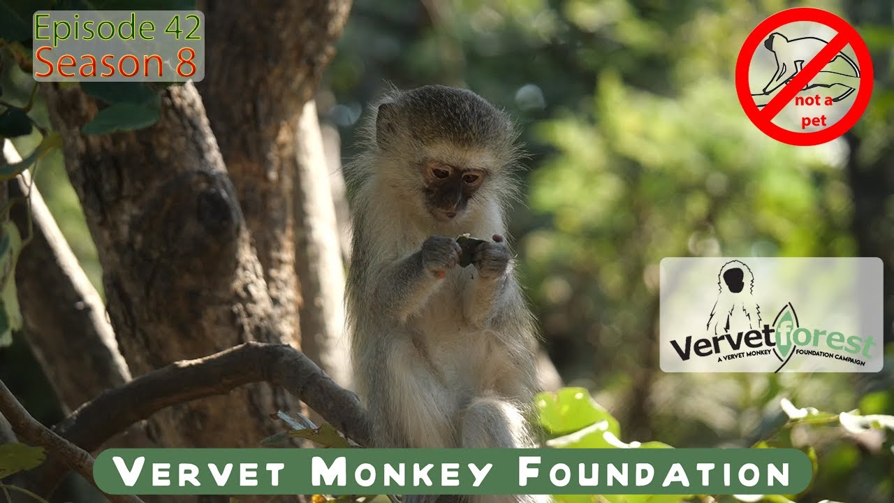 Making a new home for baby monkeys does not always go to plan