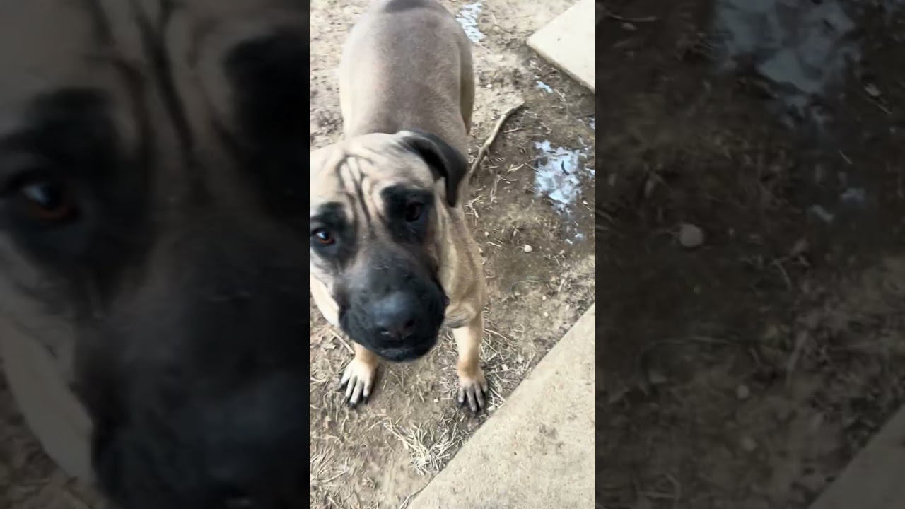 #southafricanboerboel