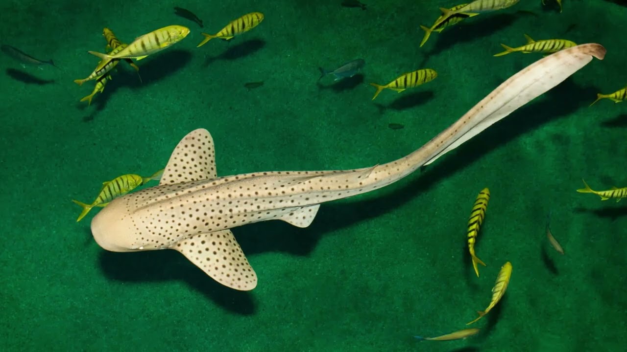 Class Chondrichthyes Part 2: Diversity of the Cartilaginous Fish