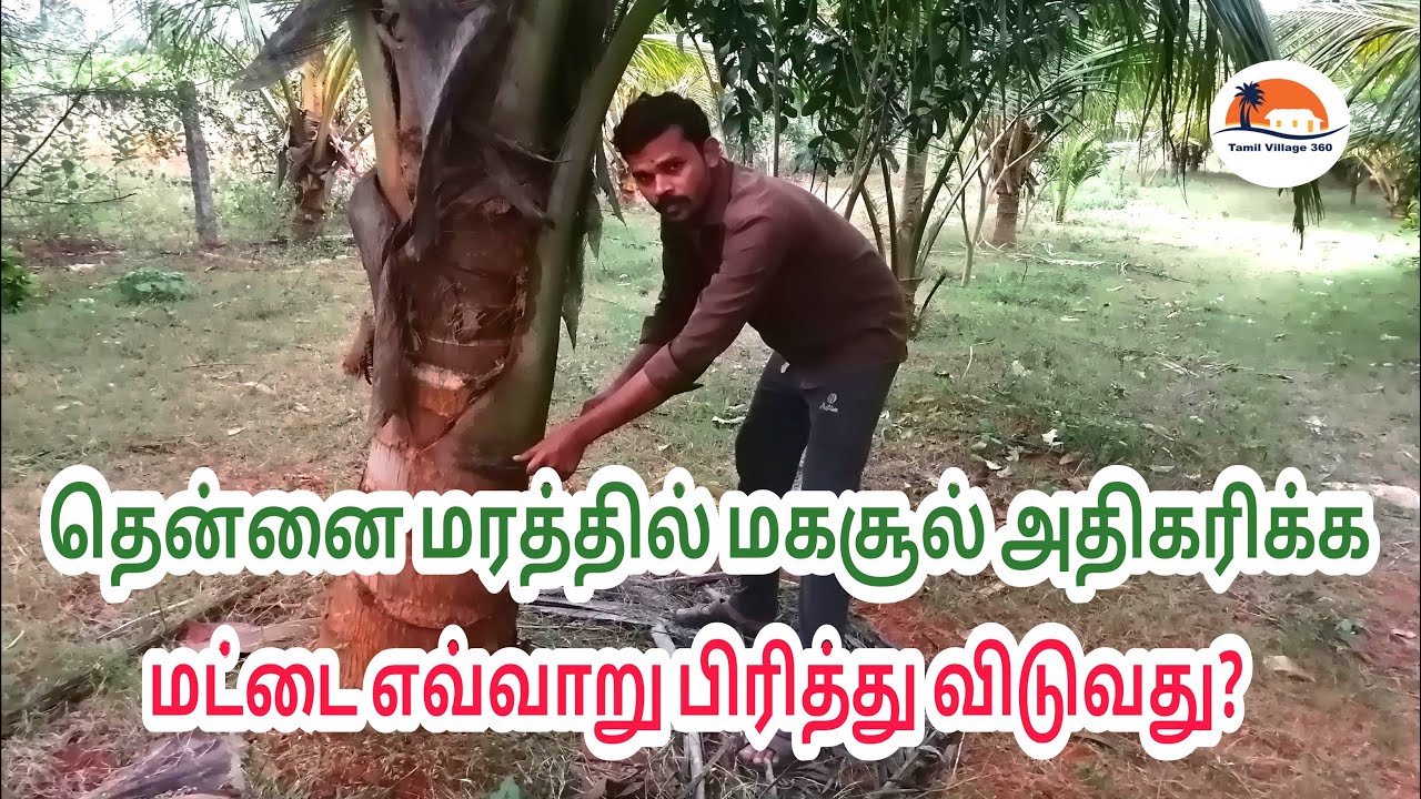 தென்னை மட்டை பிரித்தல் | தென்னை விவசாயம் | Thennai Maram Valarpu Tamil | #tamilvillage360 | Organic