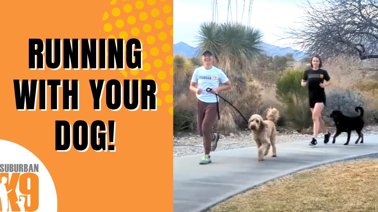 How to Run With Your Dog