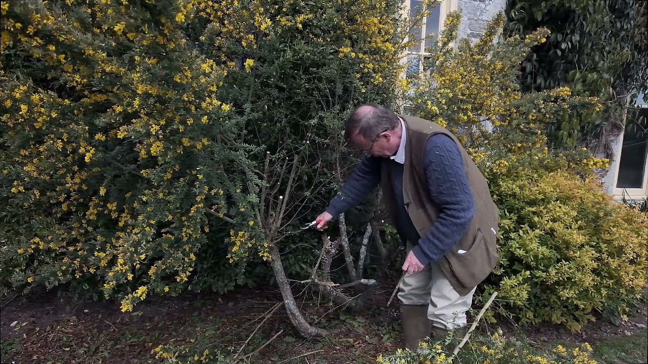 Hard pruning after first flowering of Genista 'Porlock'