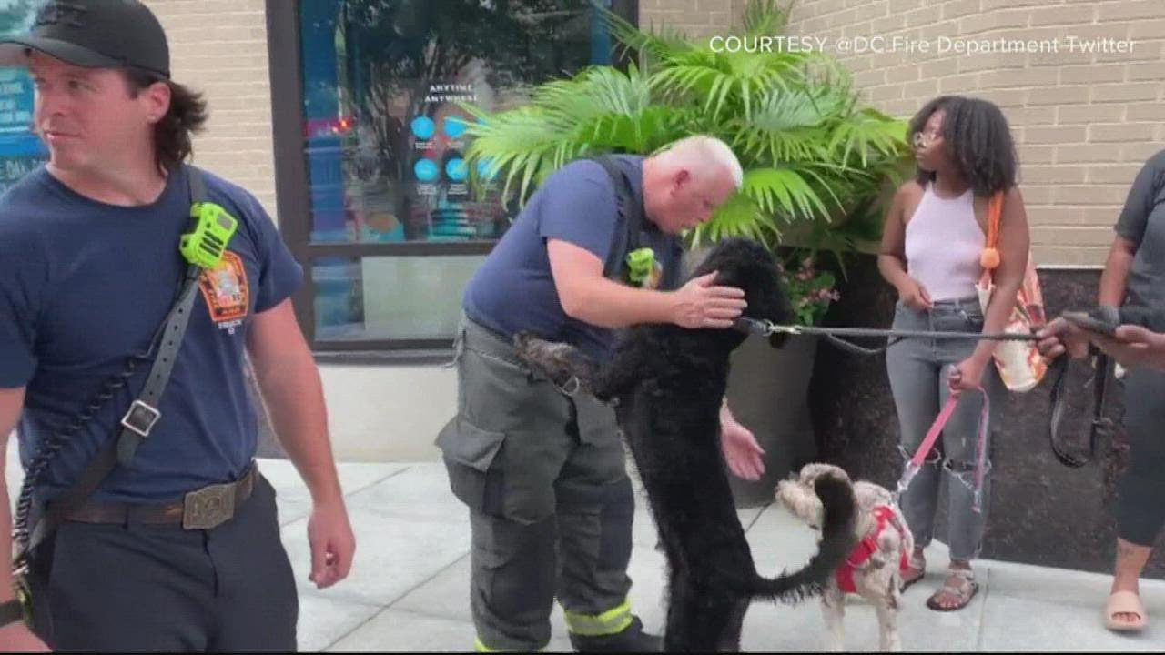 Fire breaks out at DC pet supply store