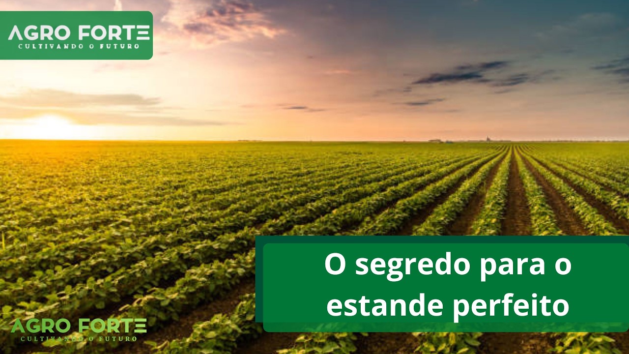 População de Soja: O segredo para o estande perfeito e máxima produtividade