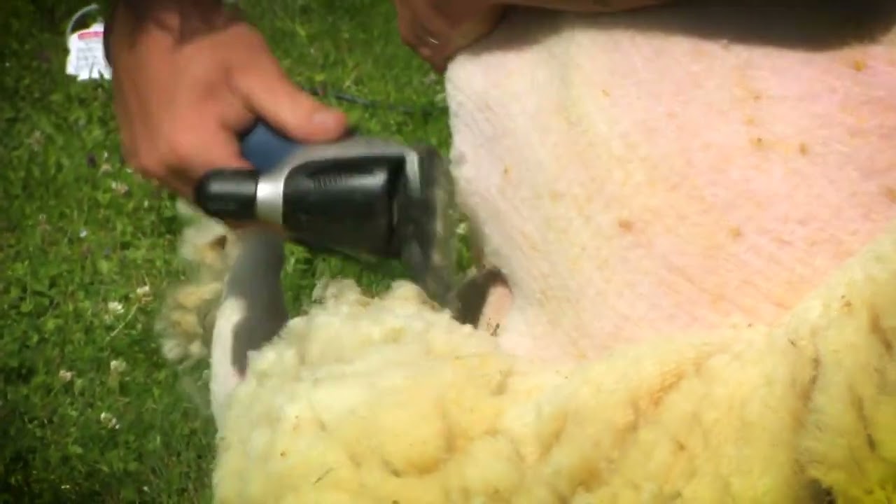 Esquiladora de ovejas Heiniger Xpert de 2 velocidades