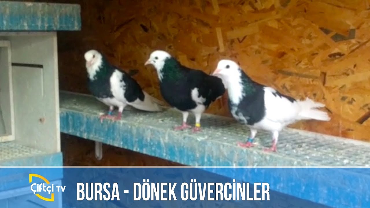 Dönek Güvercin -SÜSLÜ
