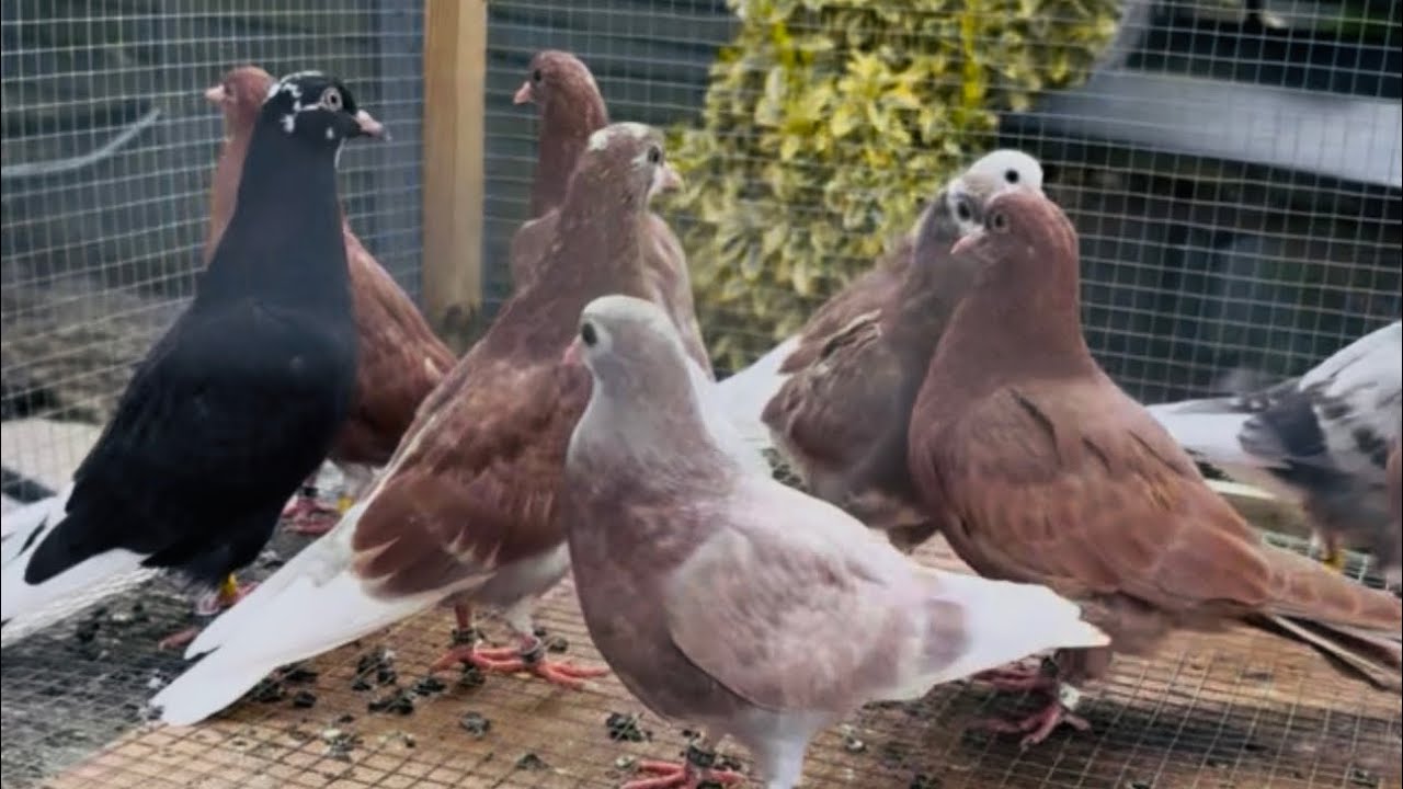 New Season, New Hope: My 2025 Breeding Season