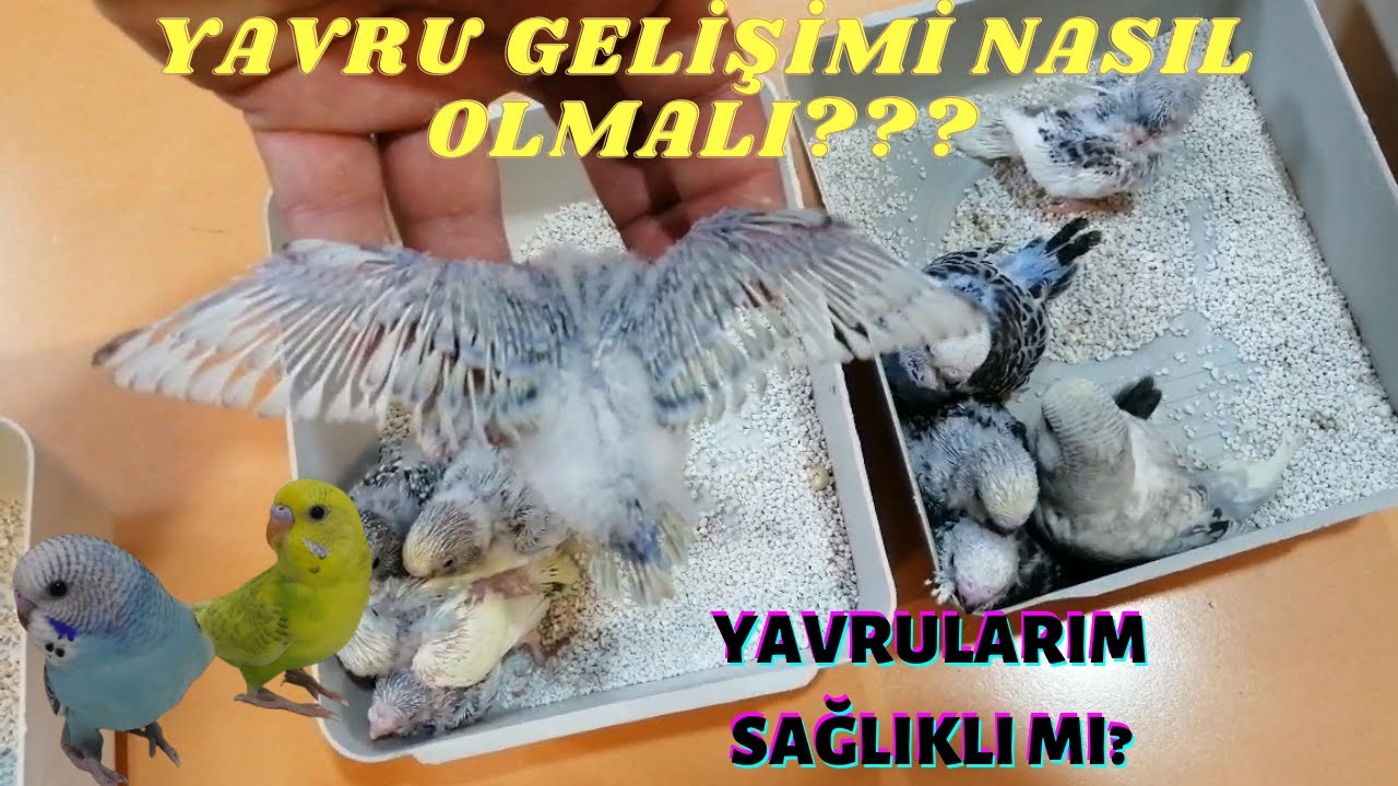 MUHABBET KUŞU YAVRU GELİŞİMİ NASIL OLMALI???