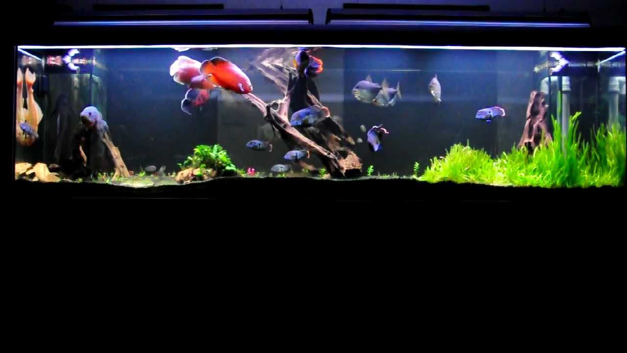 Tiger Oscar, Green Terror, Silver Dollar.