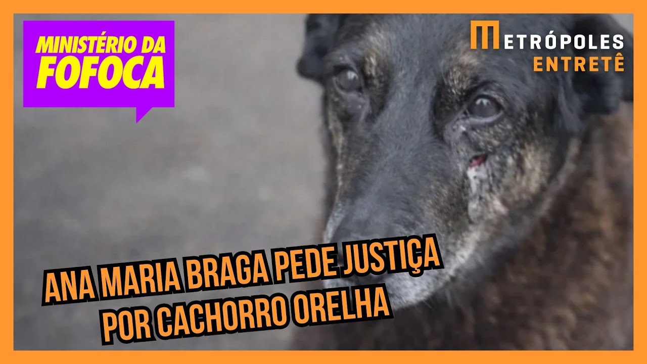 “São cidadãos desprezíveis e perigosos”, diz Ana Maria ao criticar agressores do cachorro Orelha
