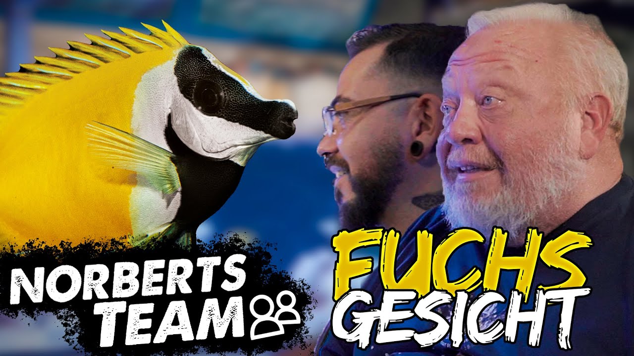 DACHSGESICHT ODER FUCHSGESICHT | NORBERTS TEAM | Zoo Zajac