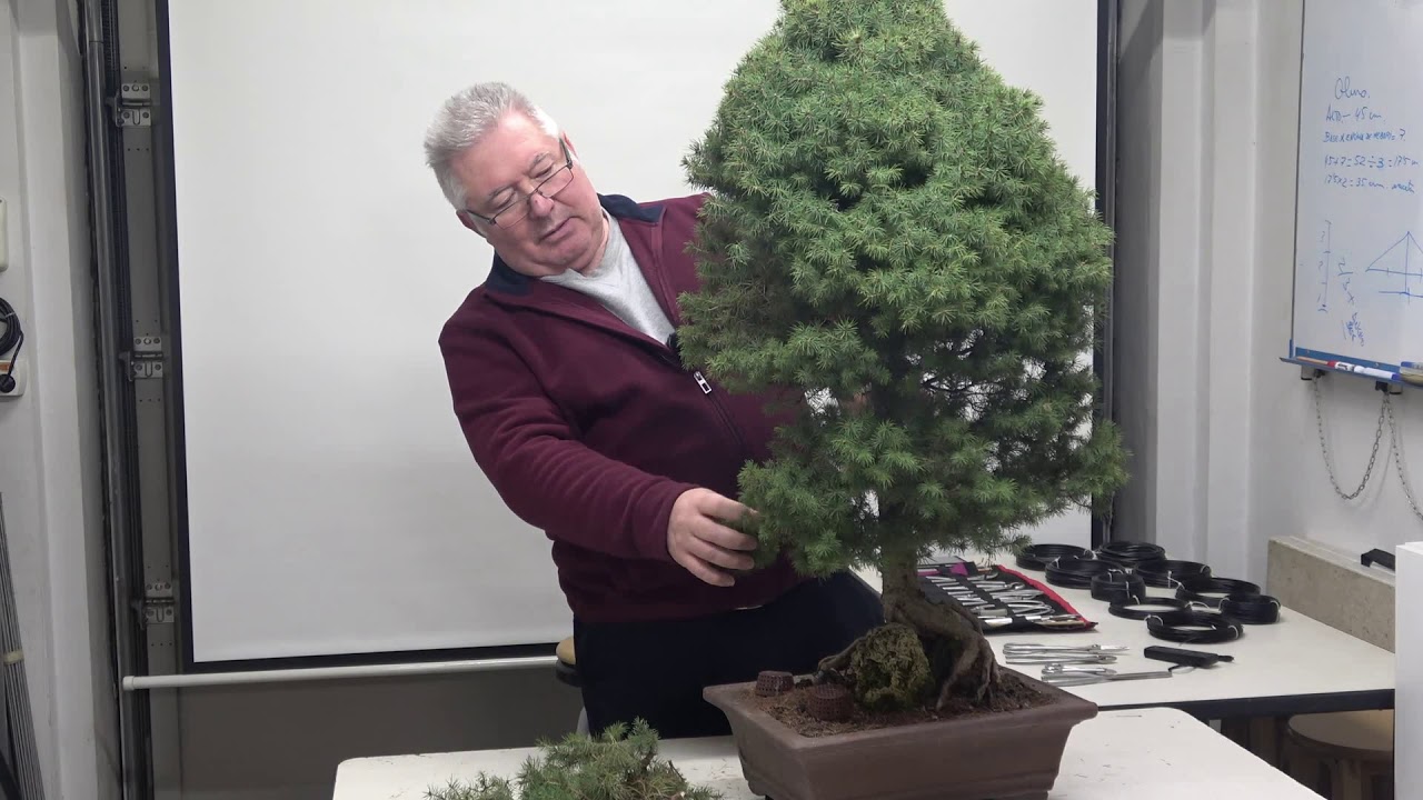 El Bonsai Interior de una Picea