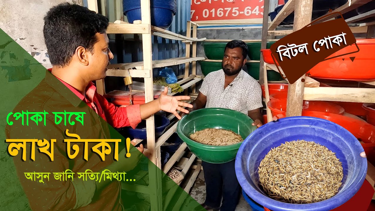 ফেলে দেওয়া পোকা চাষে লাখ টাক আয় আসুন জানি রহস্য -  বিটল পোকা চাষ পদ্ধতি || কৃষি ঘর