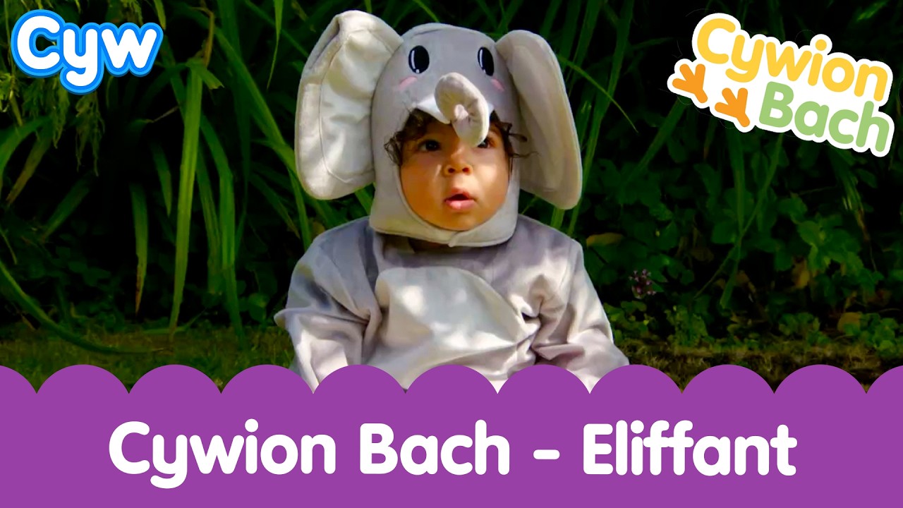 🐘 Cywion Bach - Eliffant | Welsh First Words with the Little Chicks 🏴󠁧󠁢󠁷󠁬󠁳󠁿 Elephant Toddler Time