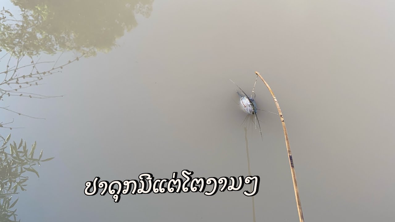ຝົນຢຸດຕົກນໍ້າລົດໃສ່ເບັດປາດຸກປາກົດມີແຕ່ໂຕງາມໆ(ฝนหยุดน้ำลดปักเบ็ดปลาดุกปลากดมีแต่ตัวงามๆ)