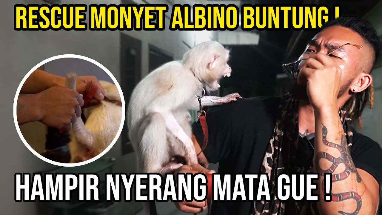 AMPIR BUTA! RESCUE MONYET PUTIH BUNTUNG DIAMPUTASI. KASIAN BANGET!