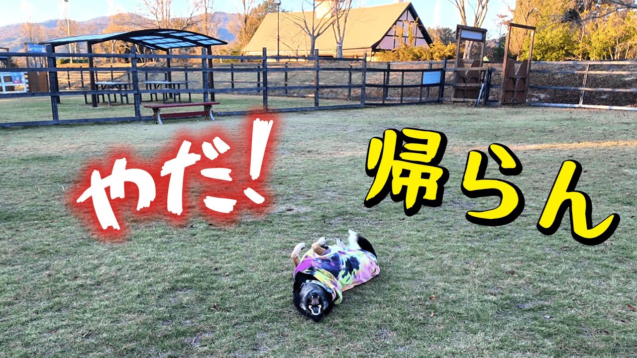 久しぶりにドッグランへ行ったら、愛犬がうれしすぎて帰ってくれませんw