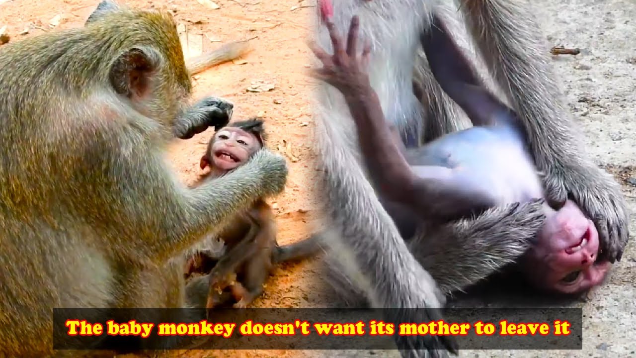 The baby monkey clung to its mother, not wanting her to leave it.