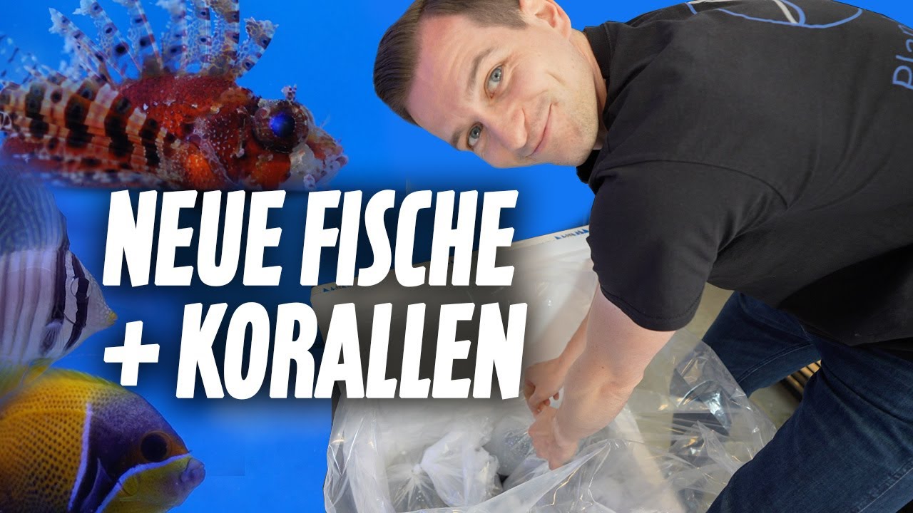 Neue FISCHE + KORALLEN für den Meerwassershop - PlanktonPlus Aquaristik