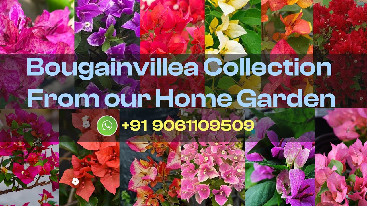 BOUGAINVILLEA COLLECTION PART - 3
