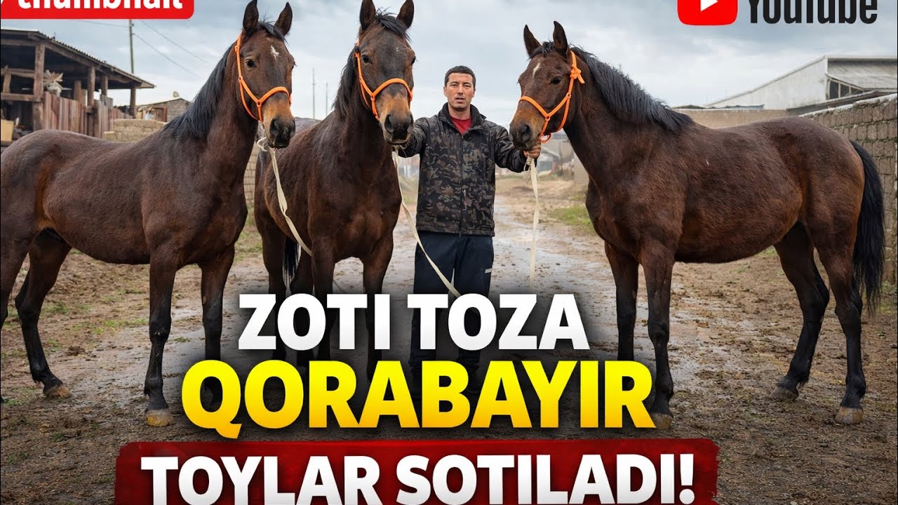 3 TA ZOTI TOZA QORABAYIR TOY! KELAJAKDA ZO‘R ULOQCHI BO‘LADI