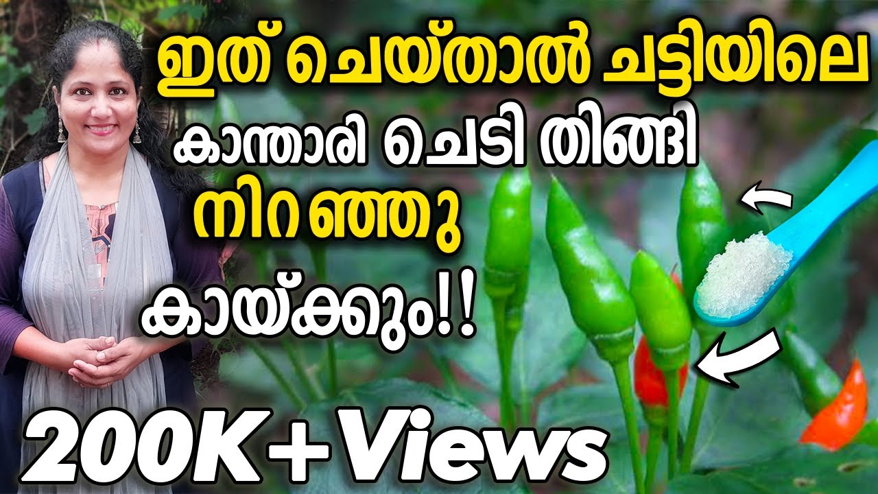ചട്ടിയിലെ കാന്താരി ചെടി തിങ്ങി നിറഞ്ഞു കായ്ക്കും! | Kanthari chilli cultivation in Pot malayalam