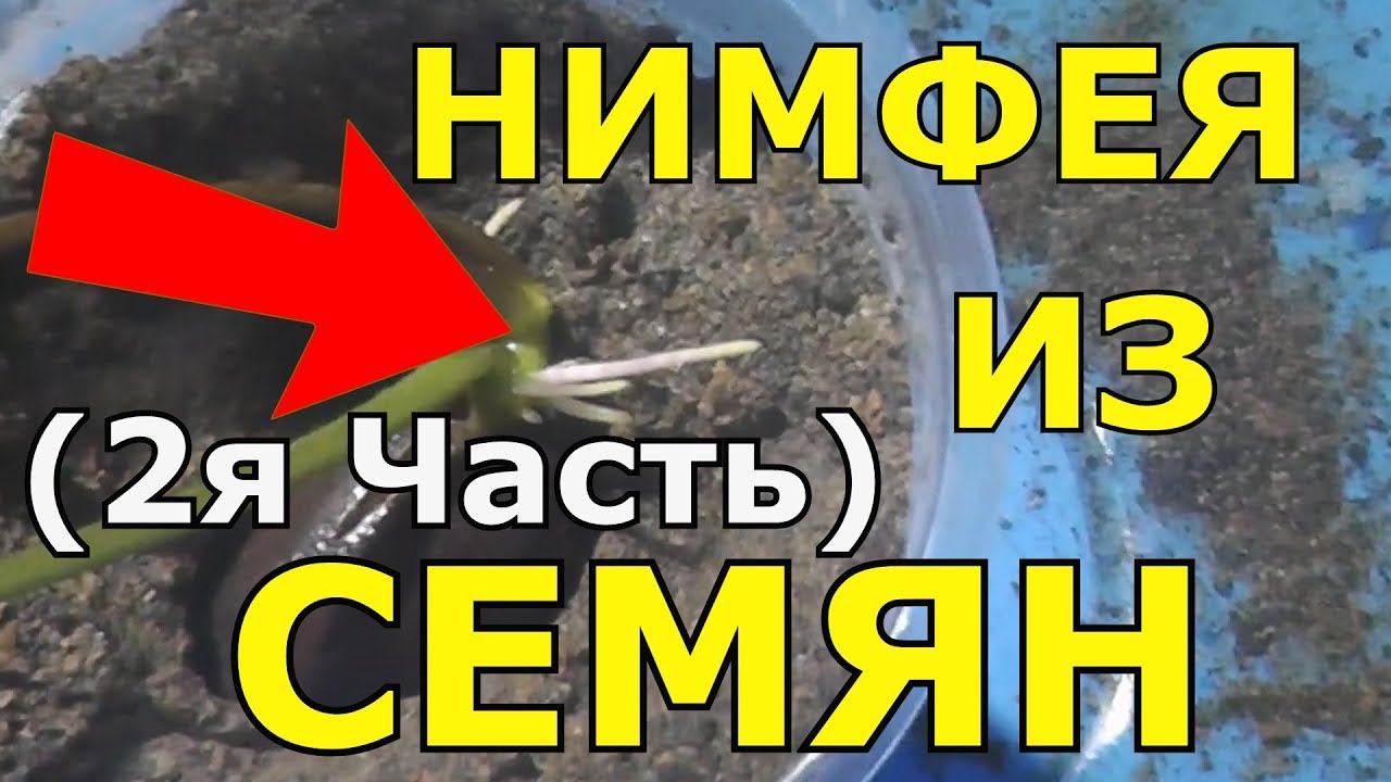 👍💯🌸 Как вырастить нимфеи из семян Лотос Нимфея, посадка и уход в домашних условиях (2я Часть )