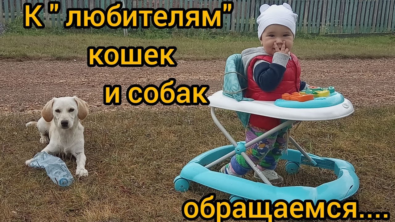 Зачем Вам животные/Как избавиться от собаки? Что делать с брошенным животным?Первые заморозки (ч. 1)