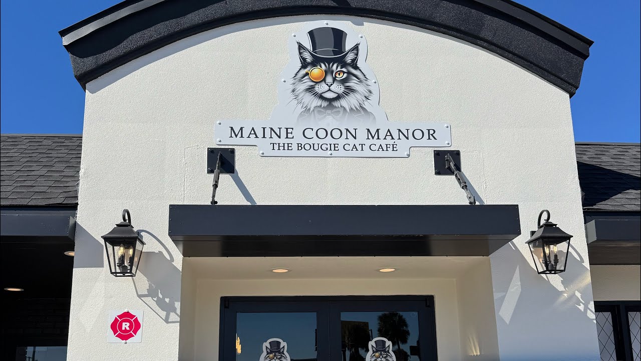 Things to Do in Kissimmee, FL: Maine Coon Manor Cat Cafe