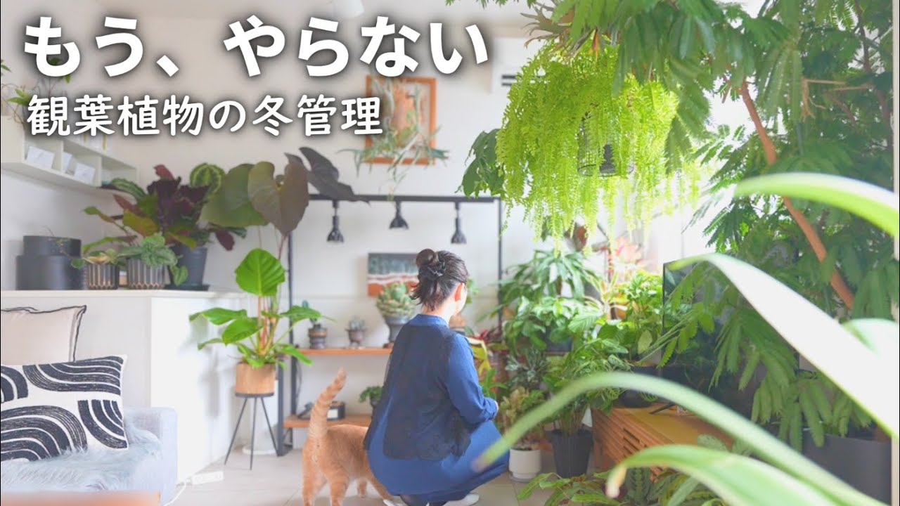 観葉植物の冬管理｜失敗から学んだ5つのNG行動
