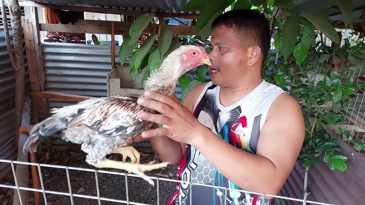 my shamo  tanaka