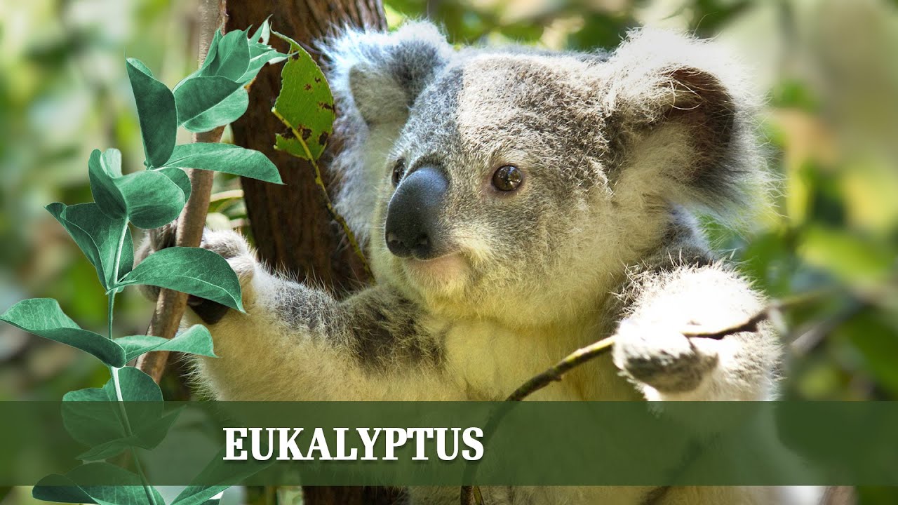 Eukalyptus - Ansprüche, Rückschnitt und richtiges Überwintern