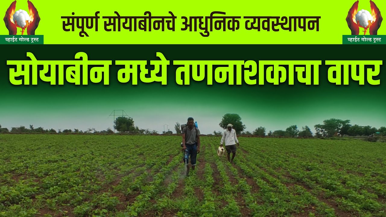 सोयाबीन मध्ये तणनाशकाचा वापर । श्री गजानन जाधव सर #तणनाशक #सोयाबीन #तूर #शेती #पेरणी #खरीप