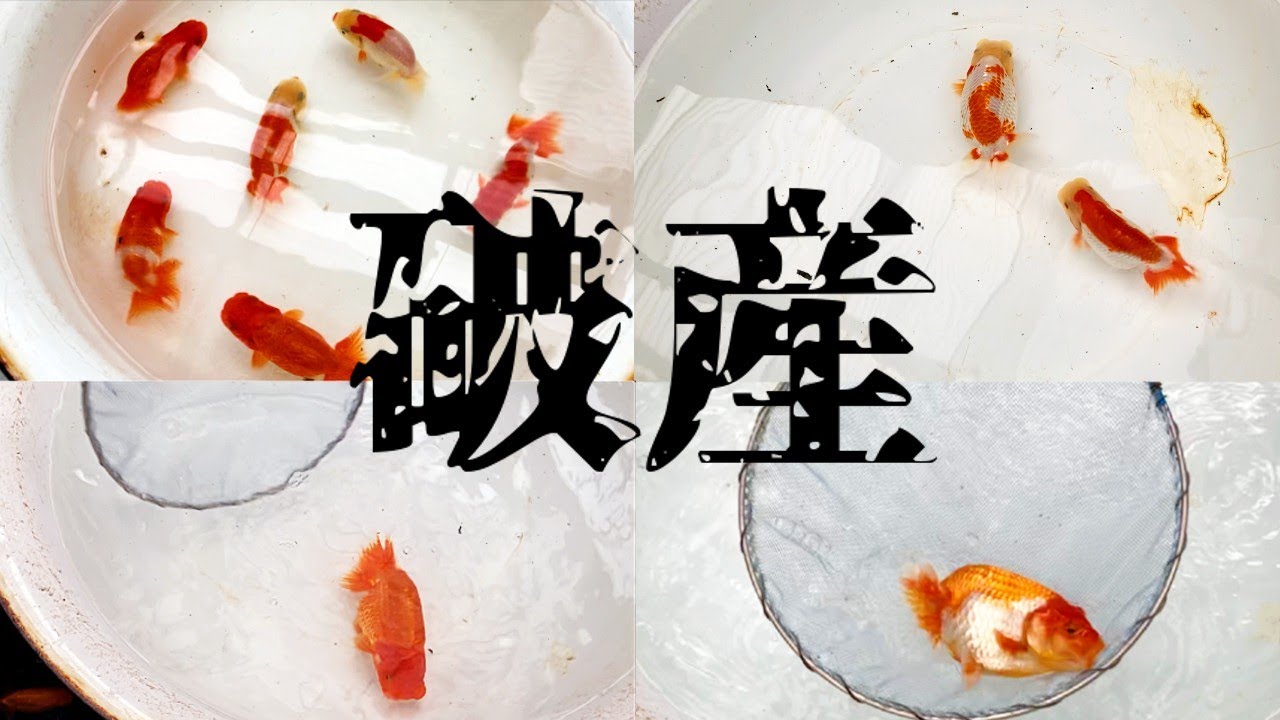 ハマったら破産する。次元が違う日本のらんちゅう達【高橋らんちゅう養殖園】