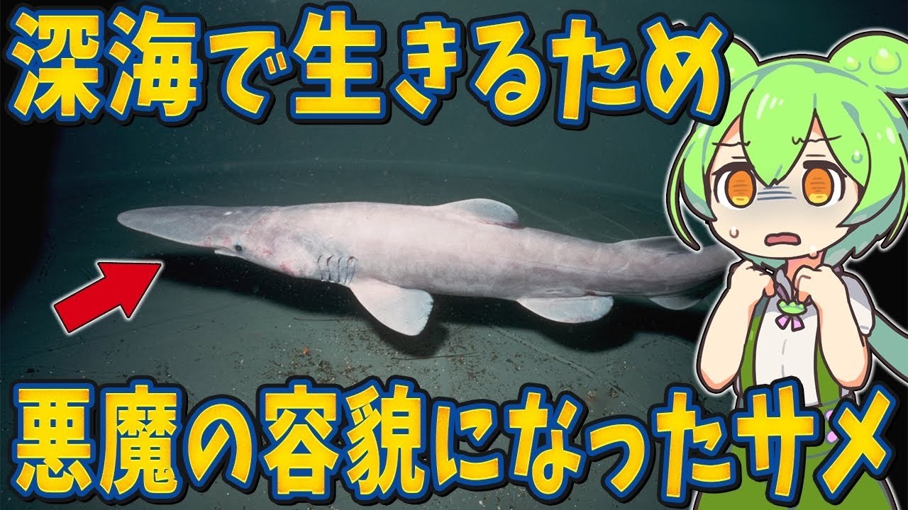 生物の謎7選！深海に生息する未だ謎多きサメ【総集編】