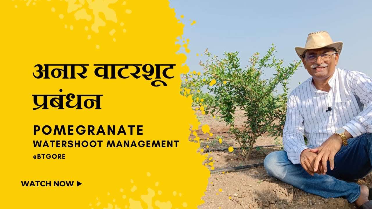अनार वाटरशूट प्रबंधन | Pomegranate Watershoot Management @BTGore