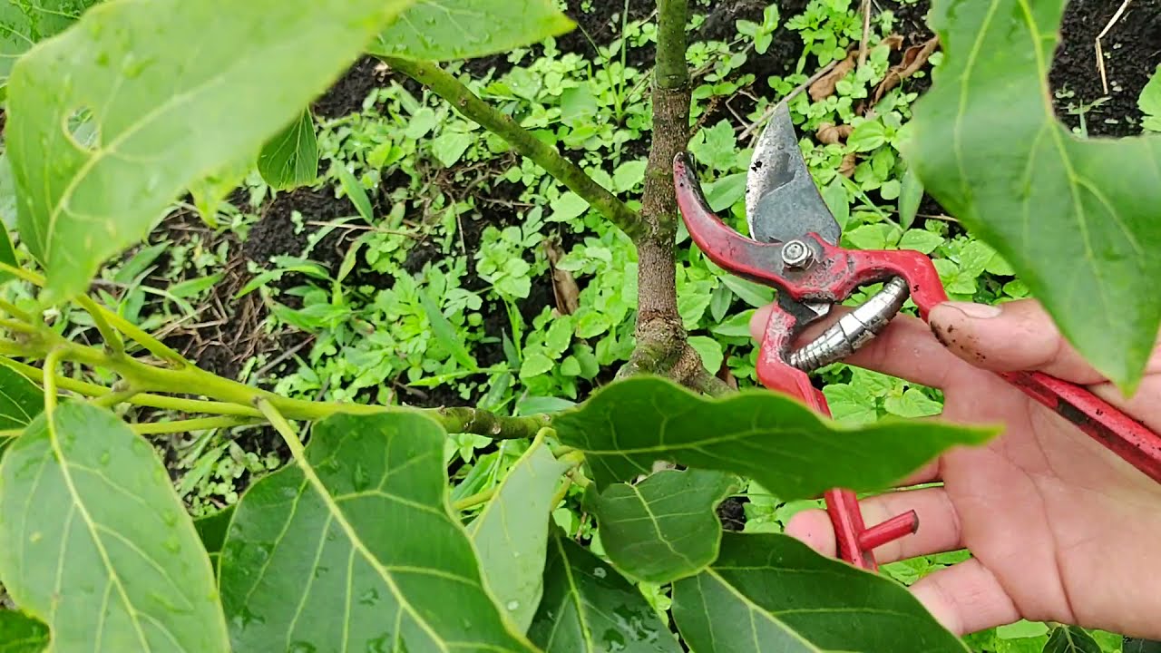 AVOCADO aguacate hass,🥑🕵️poda de formación, en  plantas con diferentes formas de crecimiento✍️✍️🌱🥑