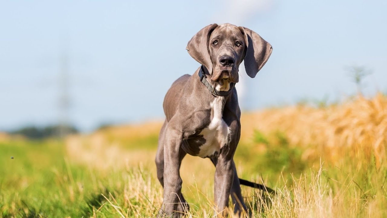 The Great Dane Temperament Gentle and Loving