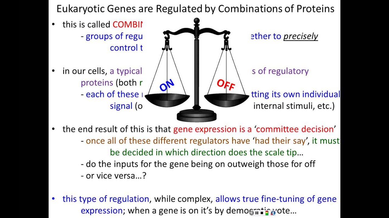 Lecture 8 - Control of Gene Expression - Part 2