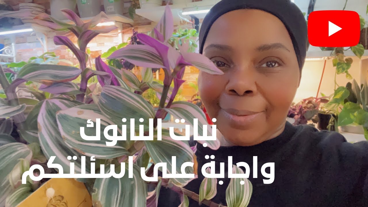تراديسكانتيا نانوك المكحلة وانواع مختلفة واجابة على اسئلتكم