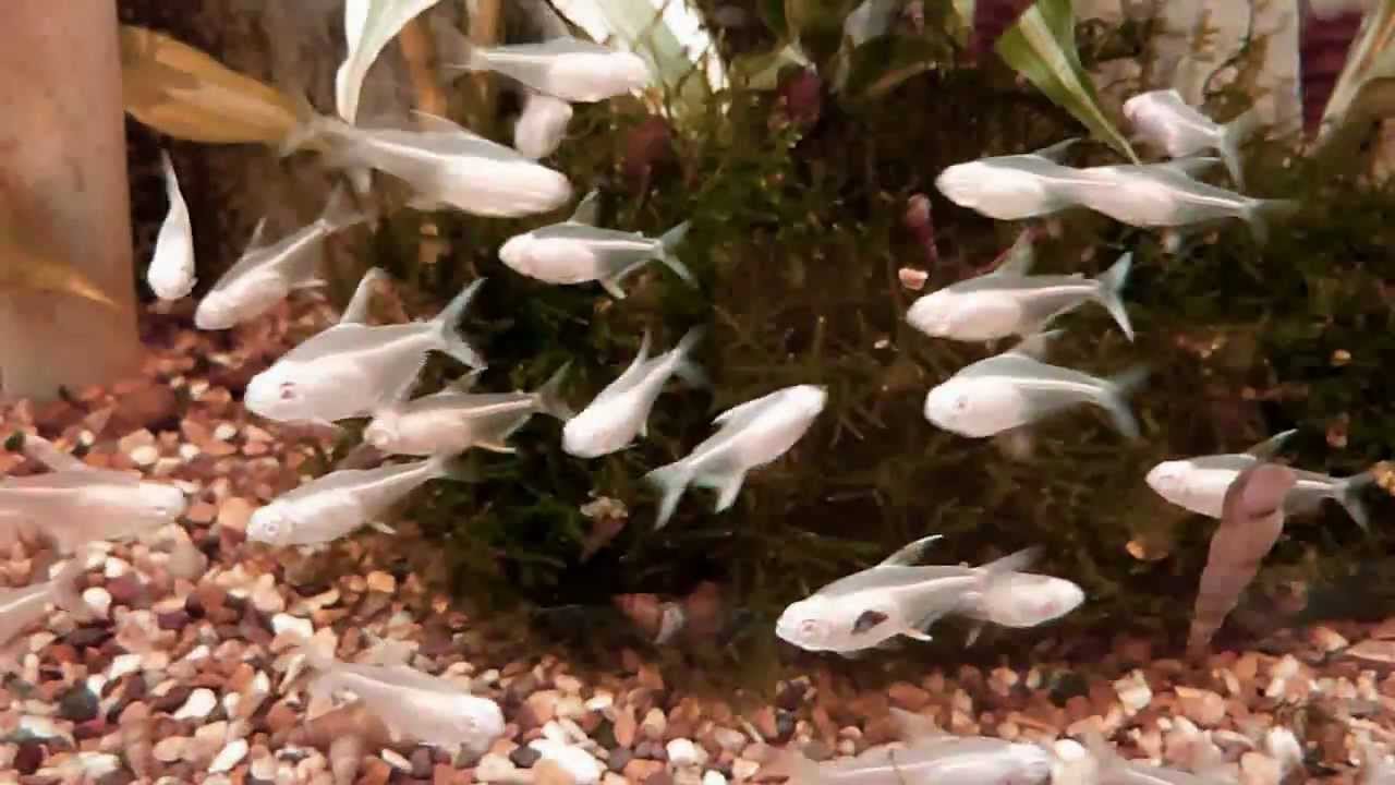 Albino Lemon Tetra (Aquatic Shop)