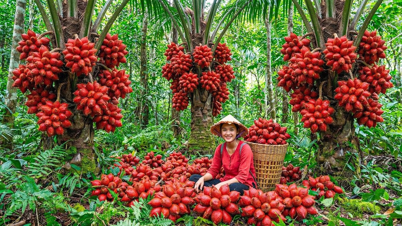 Harvesting Thai Rattan Fruit in the Wild &ndash; A Rare Forest Delicacy | Peaceful Slow Living
