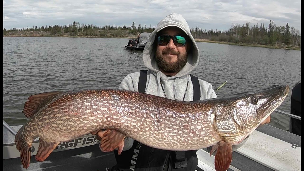 Great Slave Lake Trophy northerns on fly with Blackjack Fishing