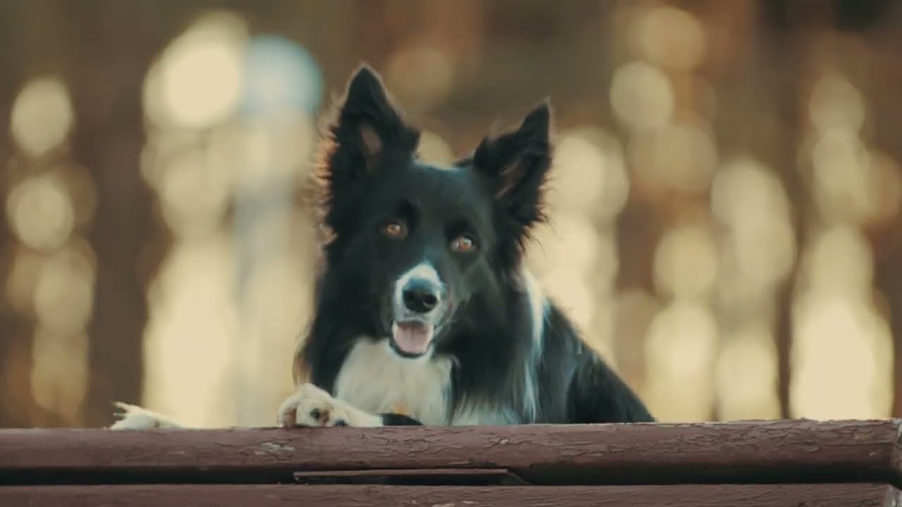 Border-collie Renji - 3 years